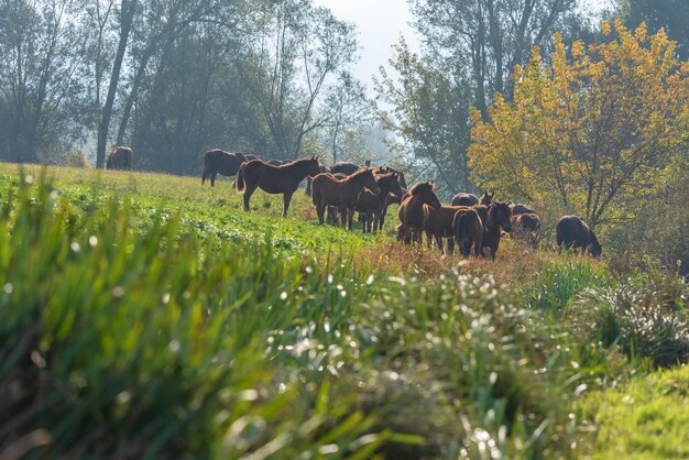 Zdjęcie konie na polu