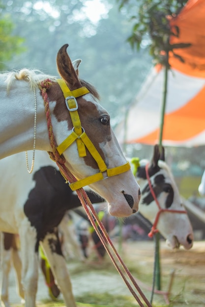 Konie na sprzedaż w Sonepur Sonepur Mela to największe targi bydła w Azji