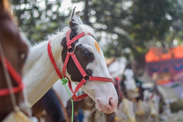 Konie na sprzedaż w Sonepur Sonepur Mela to największe targi bydła w Azji