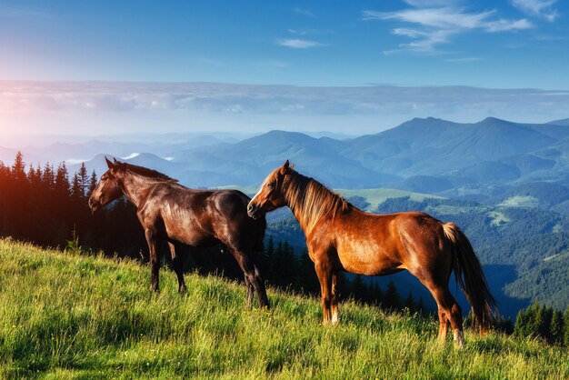 Konie, na trawie na pastwiskach górskich Karpat w promieniach zachodu słońca