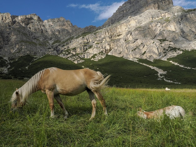 Konie na trawie w tle gór Dolomity