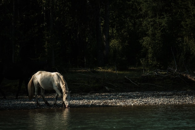 Konie piją wodę z górskiej rzeki w Republice Ałtaju