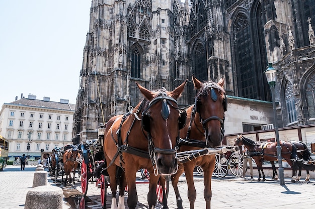 konie powozowa katedra Wiedeń