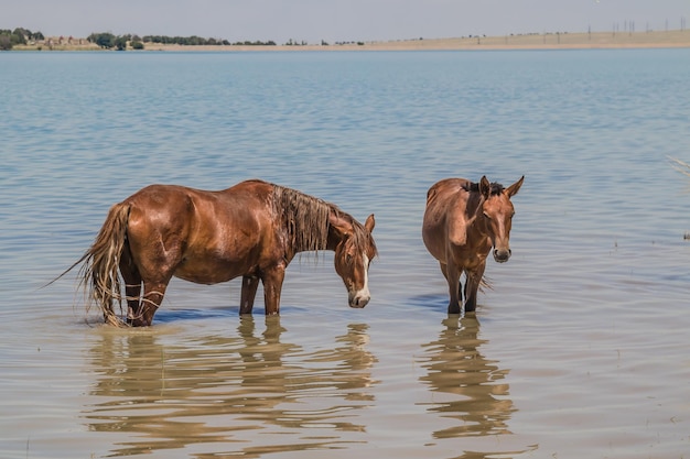 Konie stoją w rzece, chowając się przed upałem
