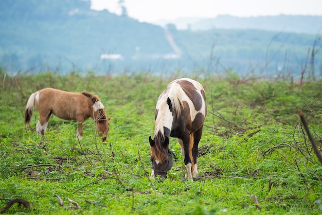 konie stojąc na polu trawy