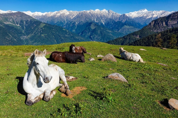 Konie W Górach Himachal Pradesh Indie