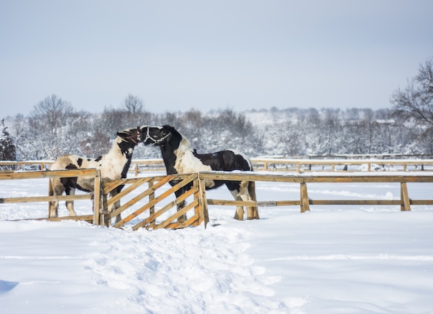 Konie w gospodarstwie rolnym przy zimą