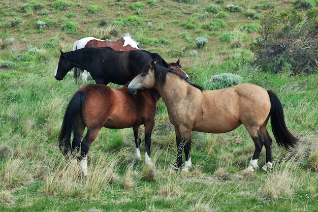 Konie W Parku Narodowym Torres Del Paine, Patagonia, Chile