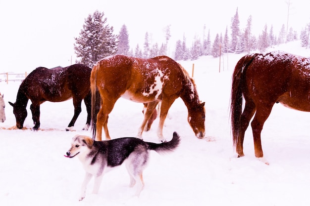 Konie w śniegu na małej farmie w Kolorado.