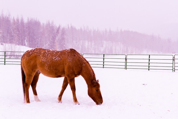 Konie w śniegu na małej farmie w Kolorado.
