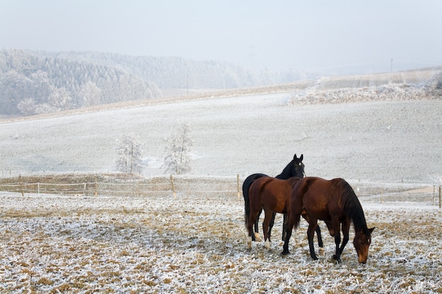konie w zimowym krajobrazie