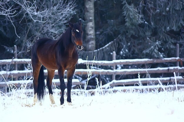 konie w zimowym polnym krajobrazie szronu, święta bożego narodzenia na ranczu