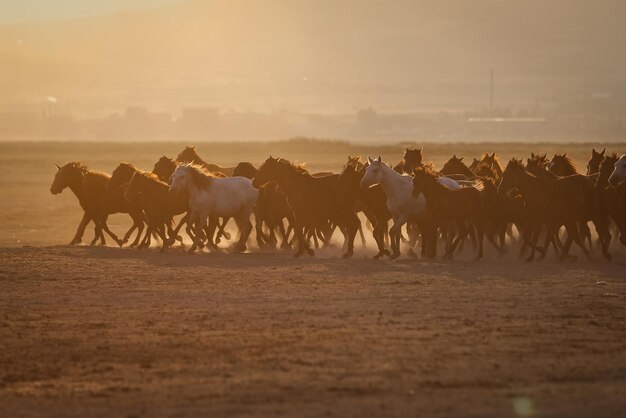 Konie Yilki biegnące w polu Kayseri Turcja