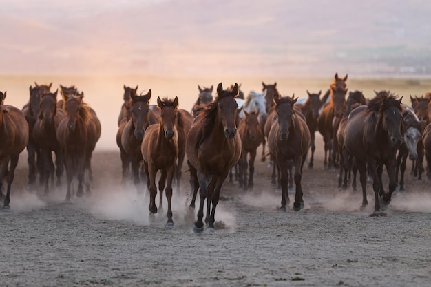Konie Yilki biegnące w polu Kayseri Turcja