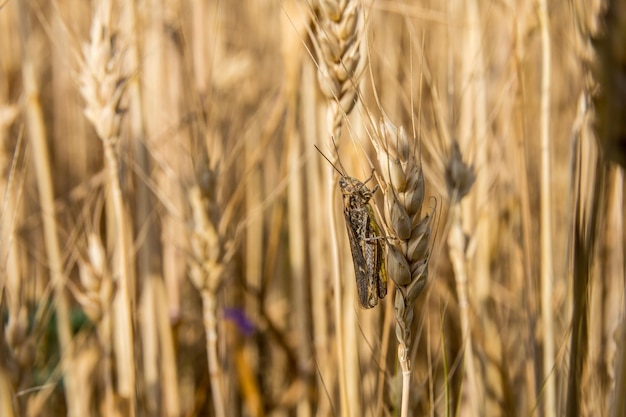 Konik polny siedzący na kłosie pszenicy z bliska. Brązowy konik polny. Zdjęcie makro konika polnego (owad)