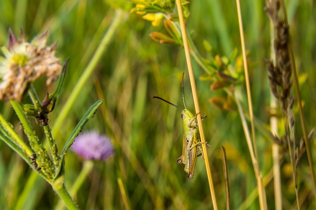 Konik polny siedzący w trawie z bliska. Zielony konik polny. Zdjęcie makro konika polnego (owad)