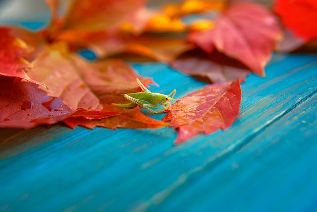 Konik polny w kolorowych jesiennych liściach na niebieskim i brązowym drewnianym tle