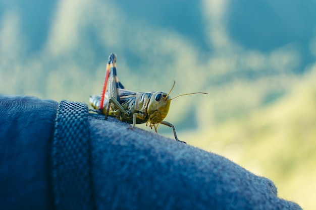 Konik Polny Z Bliska Na Człowieka. Zdjęcie Na żywo. Interakcja.