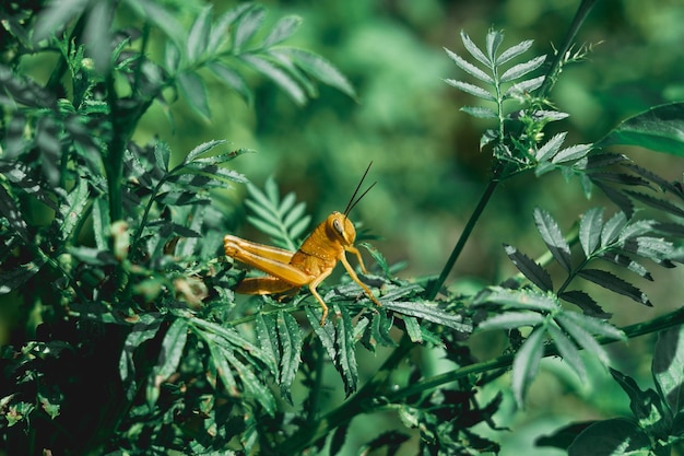 koniki polne żółte ryżu siedzące na zielonych liściach, podrząd Caelifera owady półprzemiany krykiet