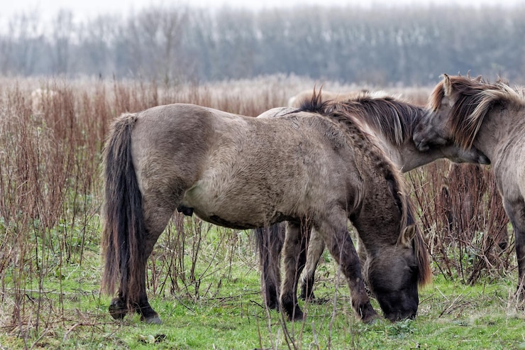 Zdjęcie konikowskie konie pasące się na polu