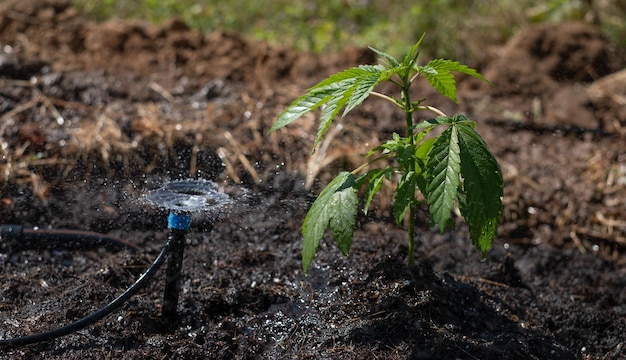 Konopie indyjskie Blue Dream hodują marihuanę rosnącą w ziemi