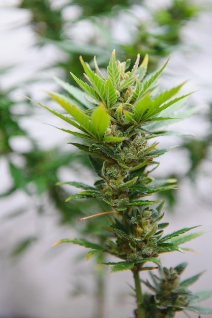 Konopie Kwiat marihuany Uprawa w pomieszczeniach Domowa uprawa konopi Rozwijaj legalnie Rekreacyjne sadzenie marihuany konopie