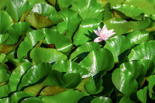 Kontekst Lilia w zielonych liści na wodzie Blooming lily