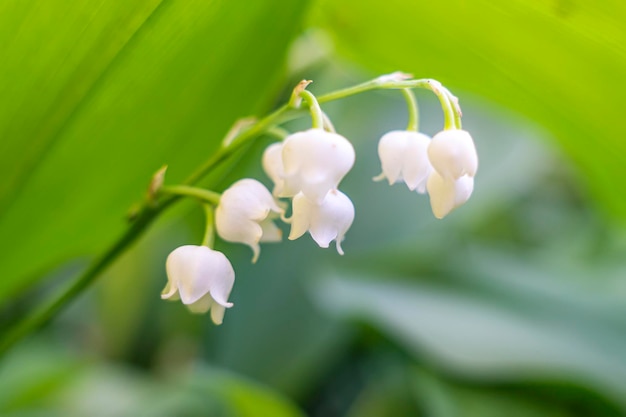 Konwalia lilia dolinowa Lilyofthevalley Convallaria majalis Wiosenne tło Kwiatowe tło