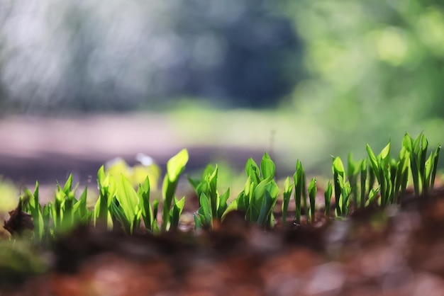 konwalie pozostawiają zielone tło, natura świeża zielona tekstura ogrodu