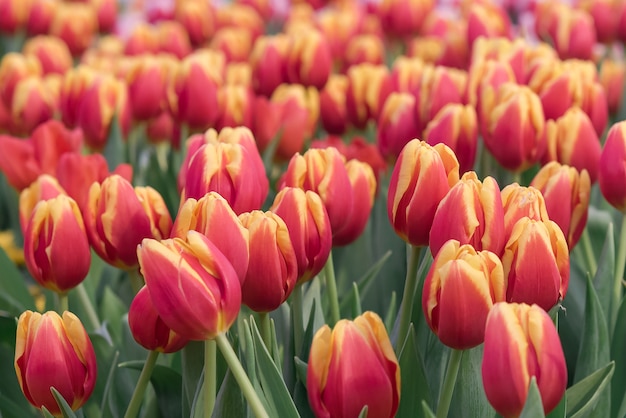Konwertuj kolorowe tulipany kwitną pięknie