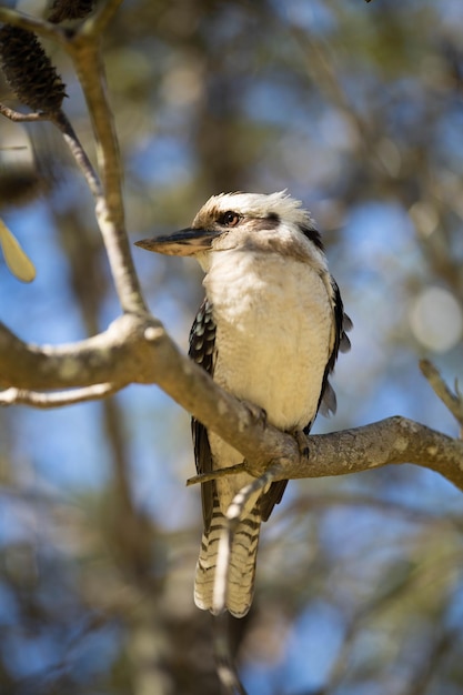 Kookaburra siedzi na gałęzi drzewa