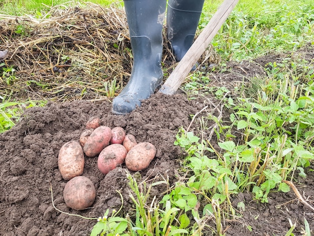 Kopanie Ziemniaków łopatą Na Gruntach Rolnych