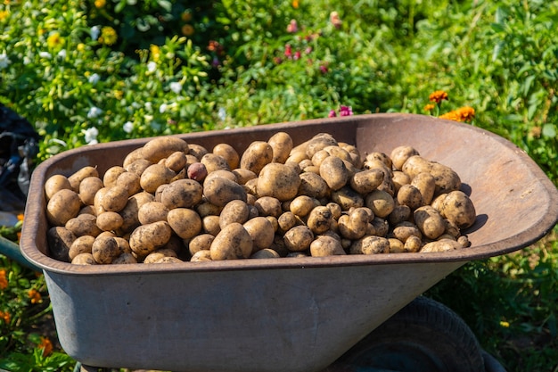 Kopanie ziemniaków. Zbiór ziemniaków w gospodarstwie. Produkt przyjazny dla środowiska i naturalny. Selektywne skupienie.