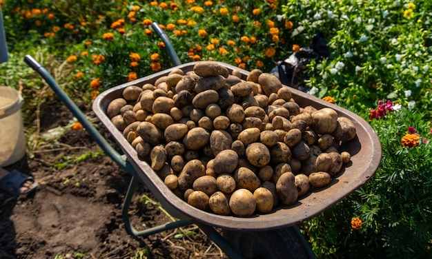 Kopanie ziemniaków. Zbiór ziemniaków w gospodarstwie. Produkt przyjazny dla środowiska i naturalny.