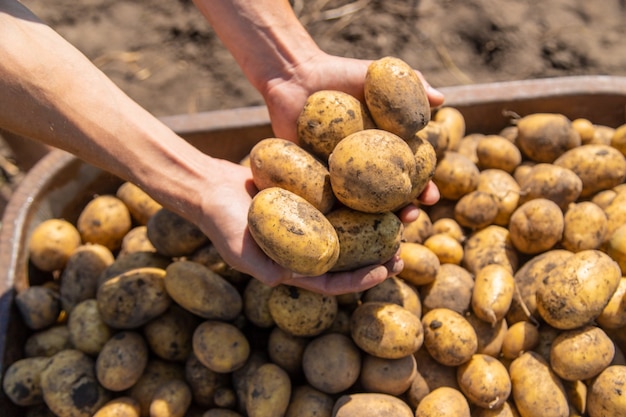 Zdjęcie kopanie ziemniaków. zbiór ziemniaków w gospodarstwie. produkt przyjazny dla środowiska i naturalny.