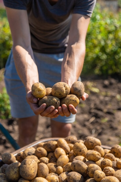 Zdjęcie kopanie ziemniaków. zbiór ziemniaków w gospodarstwie. produkt przyjazny dla środowiska i naturalny.