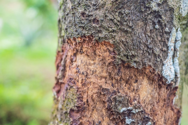 Kora drzewa cynamonowego pobrana na plantację, Malezja