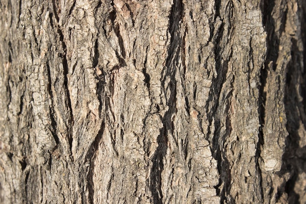 Kora drzewa dla tekstury i tła
