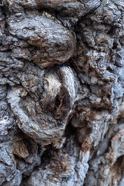 Kora drzewa streszczenie tekstura