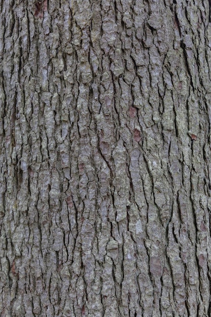 Kora drzewa świerkowego tekstury tła wzór