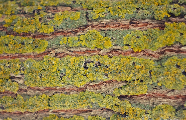 Kora drzewa z mchu. tekstura drewna