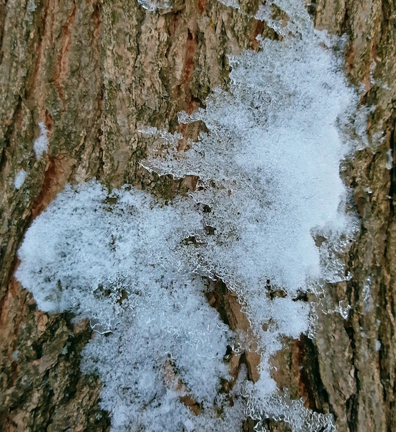 Kora drzewa z teksturą śniegu z bliska