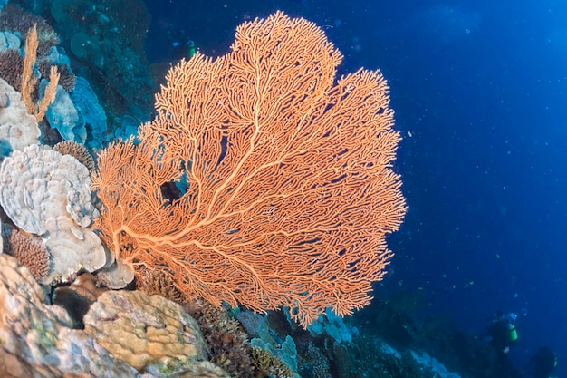 Koral Gorgonia na głębokim błękitnym oceanie