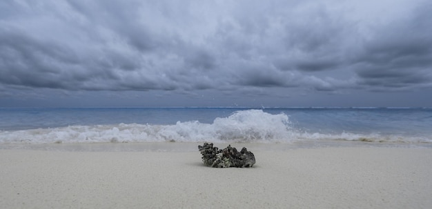 koral morski na białym piasku nad oceanem