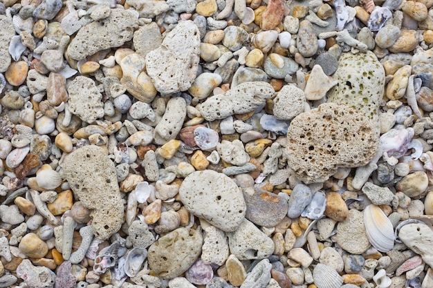 koralowa i skorupowa tekstura plaży na letnie tło