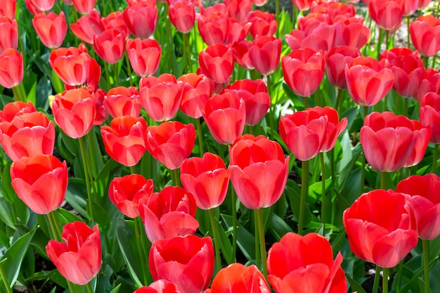 koralowe różowe tulipany świeże kwiaty