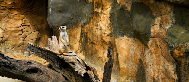 Zdjęcie koreański meerkat w kamiennej jamie