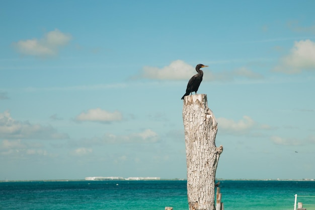 Kormoran Czarny Siedzący Na Kłodzie Nad Morzem