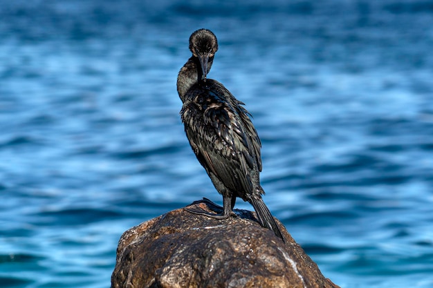 Kormoran odpoczywając na skałach