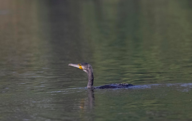 Kormoran pływa w jeziorze.